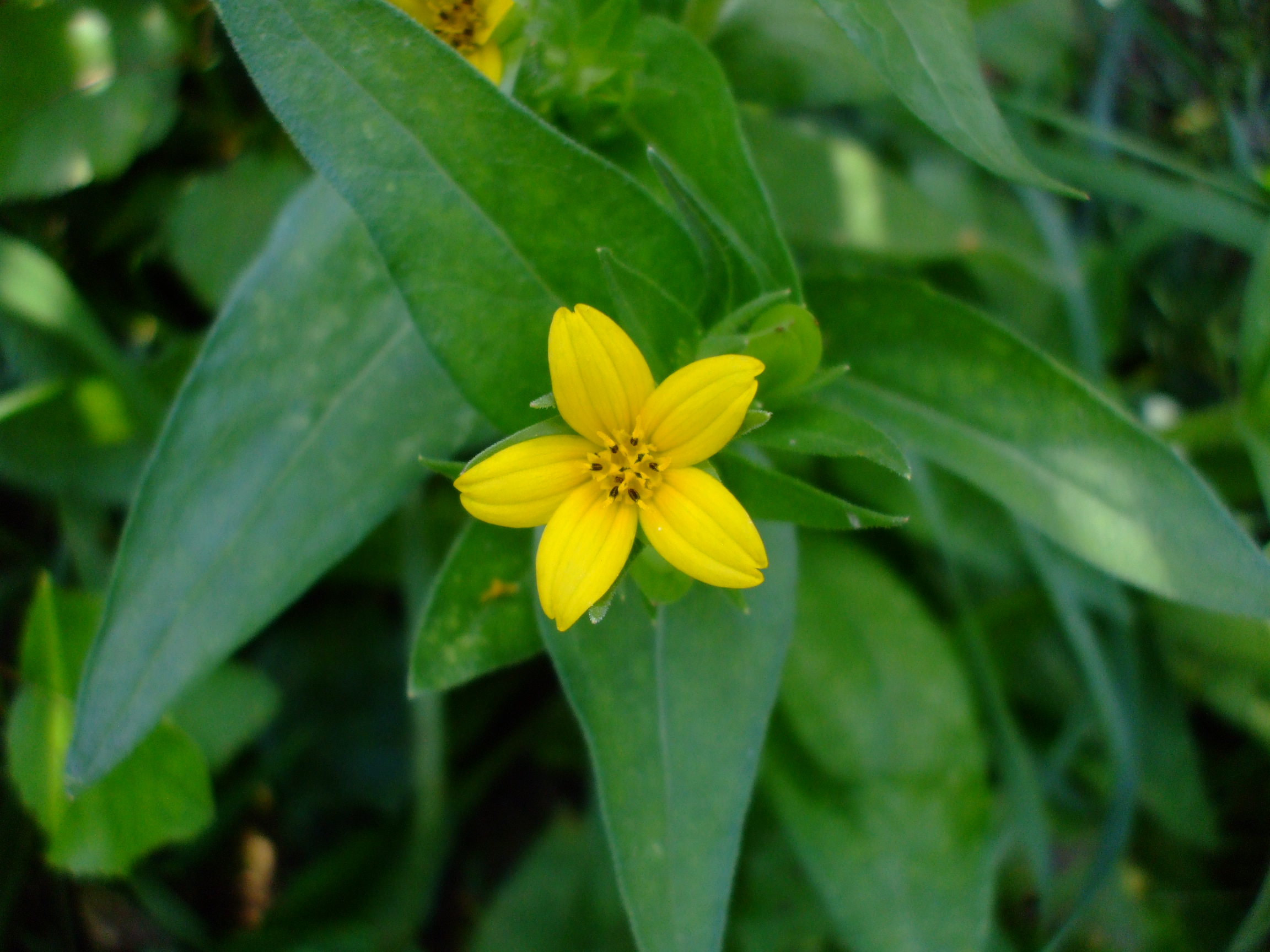 Lindheimera texana